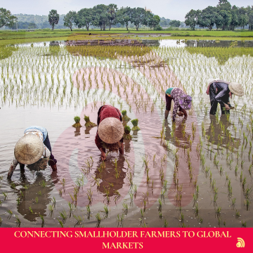 Agricome’s Impact: Connecting Smallholder Farmers to Global Markets